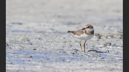 Halkalı küçük cılıbıt » Little Ringed Plover » Charadrius dubius