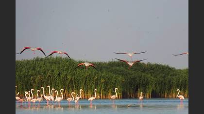 Flamingo