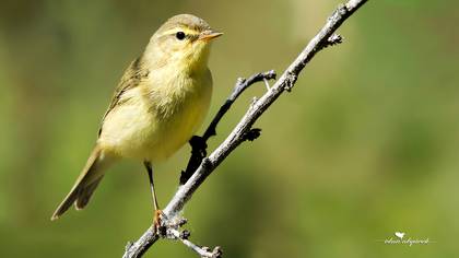 Söğütbülbülü » Willow Warbler » Phylloscopus trochilus