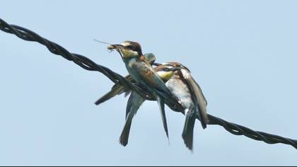 Arıkuşu