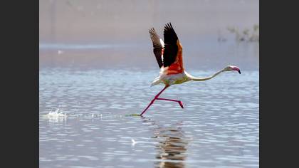 Flamingo