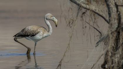 Flamingo