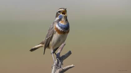 Mavigerdan