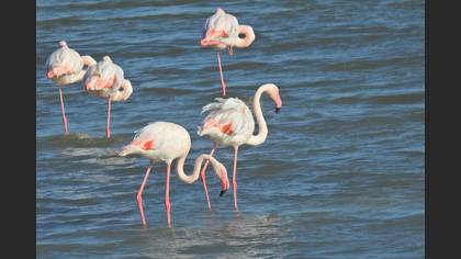 Flamingo