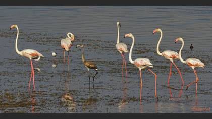 Flamingo