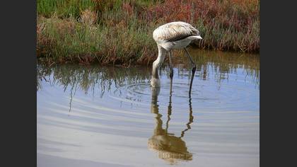Flamingo