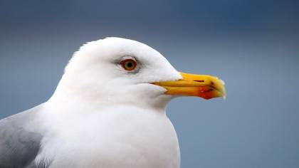 Gümüş martı » Yellow-legged Gull » Larus michahellis