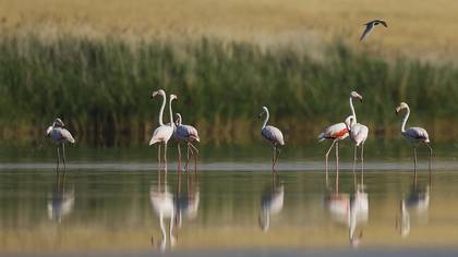 Flamingo