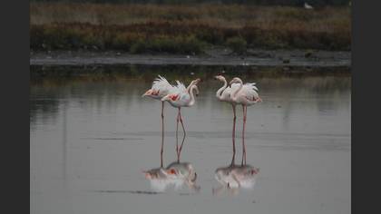 Flamingo