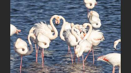 Flamingo