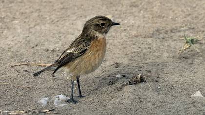 Taşkuşu » European Stonechat » Saxicola rubicola