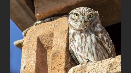 Kukumav