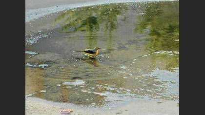 Dağ kuyruksallayanı