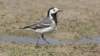 Ak kuyruksallayan » White Wagtail » Motacilla alba