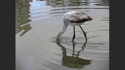 Flamingo