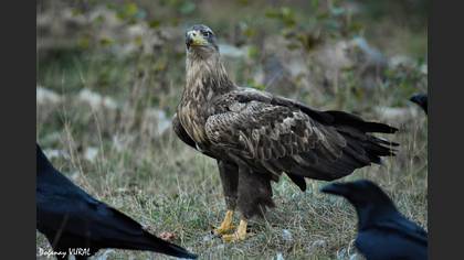 Akkuyruklu kartal