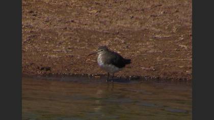 Yeşil düdükçün