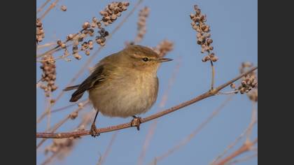 Çıvgın
