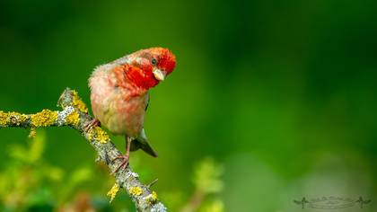 Çütre