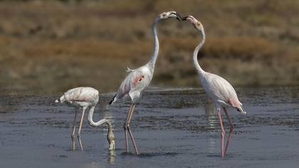 Flamingo