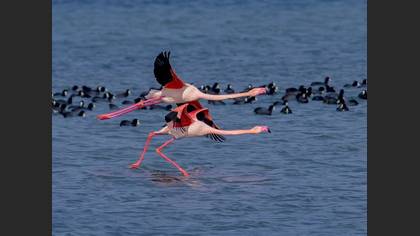 Flamingo