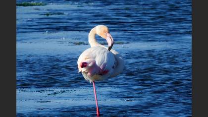 Flamingo