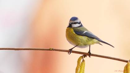Mavi baştankara » Eurasian Blue Tit » Cyanistes caeruleus