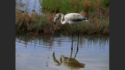 Flamingo