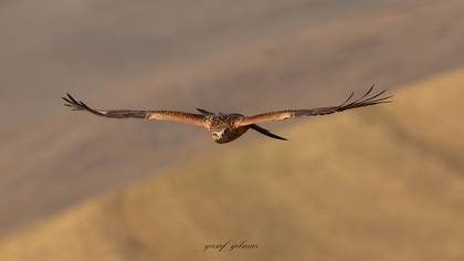 Kızıl şahin » Long-legged Buzzard » Buteo rufinus