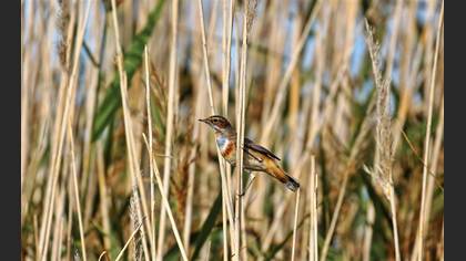 Mavigerdan
