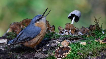Sıvacı » Eurasian Nuthatch » Sitta europaea