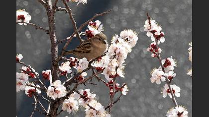 Serçe
