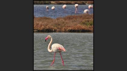 Flamingo