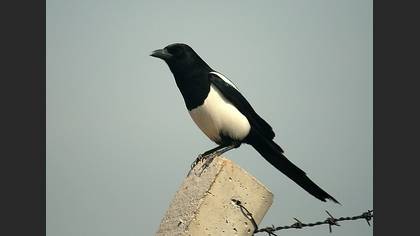 Saksağan