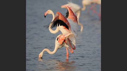 Flamingo