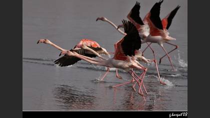 Flamingo