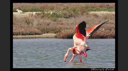 Flamingo
