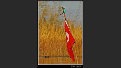 Yalıçapkını