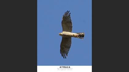 Atmaca