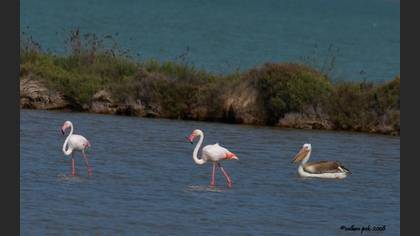 Flamingo
