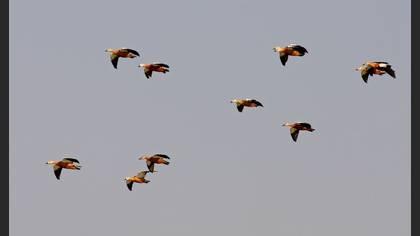 Angıt
