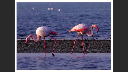 Flamingo