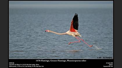 Flamingo