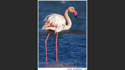 Flamingo