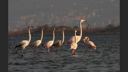 Flamingo