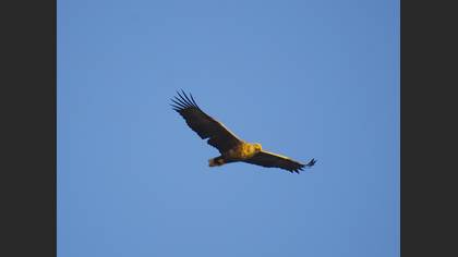 Akkuyruklu kartal