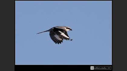 Büyük örümcekkuşu