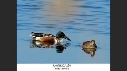Kaşıkgaga