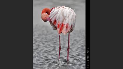 Flamingo