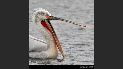 Tepeli pelikan